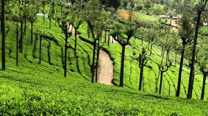 Bangalore to Ooty Tour By AranyaAdventure